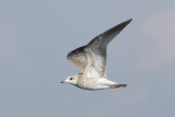 Common Gull (Larus canus) - fiskmås
