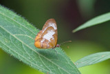 Common Lenmark, Mtn Pine Ridge! Belize