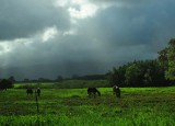 Horses and Sun Rays