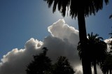 Clouds and Palms