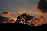 Evening Bird