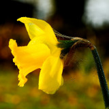 dewy daff shot