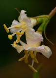 Chinese Lonicera?
