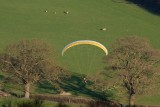 landscape with sheep and paraglider