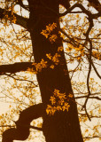 study in oak