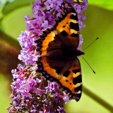 backlit butterfly