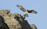 Bonelli´s Eagle IMG_0396