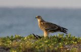 Imperial Eagle IMG_0331