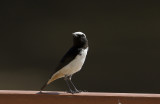 South Arabian Wheatear (Oenanthe lugentoides) IMG_0041
