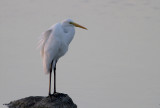 Intermediate Egret (Mellanhäger) Egretta intermedia IMG_0676