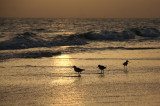 Greenshanks at sunset IMG_5700