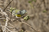 Bruce´s Green-Pigeon (Gulbröstad grönduva) Treron waalia IMG_9939