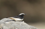 South Arabian Wheatear (Oenanthe lugentoides) IMG_9991