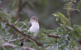 Indian Silverbill (Lonchura malabarica) IMG_9980