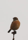 Common Stonechat (Svarthakad buskskvätta) Saxicola torquatus
