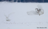 Harfang des Neiges / Snowy Owl