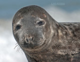 Grijze Zeehond - Grey seal - Halichoerus grypus