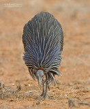 Gierparelhoen - Vulturine Guineafowl - Acryllium vulturinum