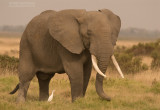 Afrikaanse Savanne olifant - African bush elephant - Loxodonta africana