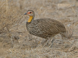 Geelkeelfrankolijn - Yellow-necked Francolin - Francolinus leucoscepus