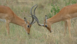 Impala - Impala - Aepyceros melampus