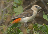 Witkop-buffelwever - White-headed Buffalo-Weaver - Dinemellia dinemelli