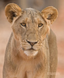 Oost-Afrikaanse Leeuw - Masai Lion - Panthera leo nubica