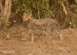 Cheetah - Cheetah - Acinonyx jubatus