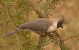 Maskertoerako - Bare-faced Go-away-bird - Corythaixoides personatus