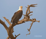 Afrikaanse Zeearend - African Fish-Eagle - Haliaeetus vocifer