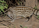 Gewone genetkat - Common Genet - Genetta genetta