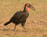 Zuidelijke Hoornraaf - Southern Ground-Hornbill - Bucorvus leadbeateri