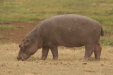Nijlpaard - Hippopotamus - Hippopotamus amphibius