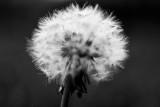 Stark Dandelion Puff