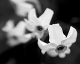 Jonquil Grouping