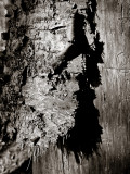 Separating Bark