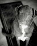 Patient Dog