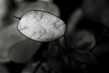 Silver Dollar Monochrome #5