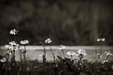 Row of Small Daisies in Raised Bed