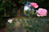 Rose Pair Near Dave's Bench