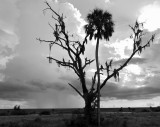 Lake Okeechobee scenic trail