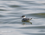 Franklins Meeuw - Franklin's Gull - Larus pipixcan