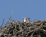 Visarend - Osprey - Pandion haliaetus