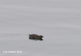 Marmeralk - Marbled Murrelet - Brachyramphus marmoratus