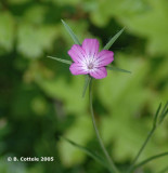 Bolderik - Common Corncockle - Agrostemma githago