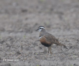 Morinelplevier - Eurasian Dotterel - Charadrius morinellus
