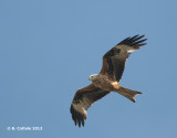Rode Wouw - Red Kite - Milvus milvus