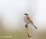 Grauwe Klauwier - Red-backed Shrike - Lanius collurio