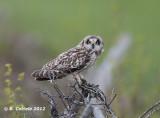 Velduil - Short-eared Owl - Asio flammeus