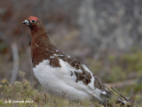 Moerassneeuwhoen - Willow Ptarmigan - Lagopus lagopus